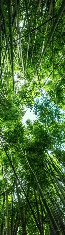 { Banner Spot Image }